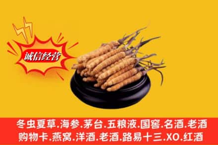 安康市紫阳名酒回收冬虫夏草.jpg